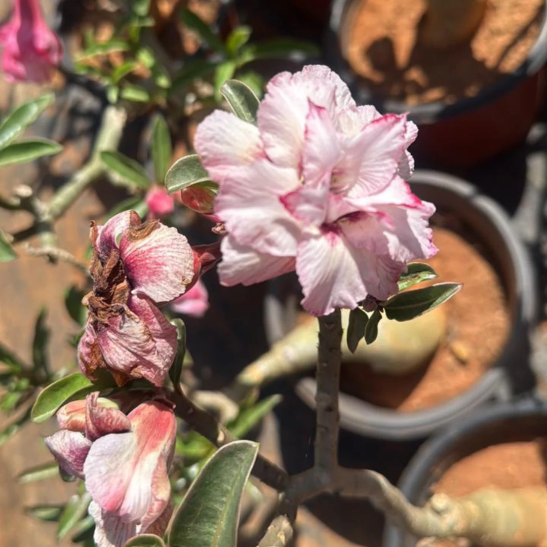 Adenium Pink White Double Petal Desert Rose Live Plant