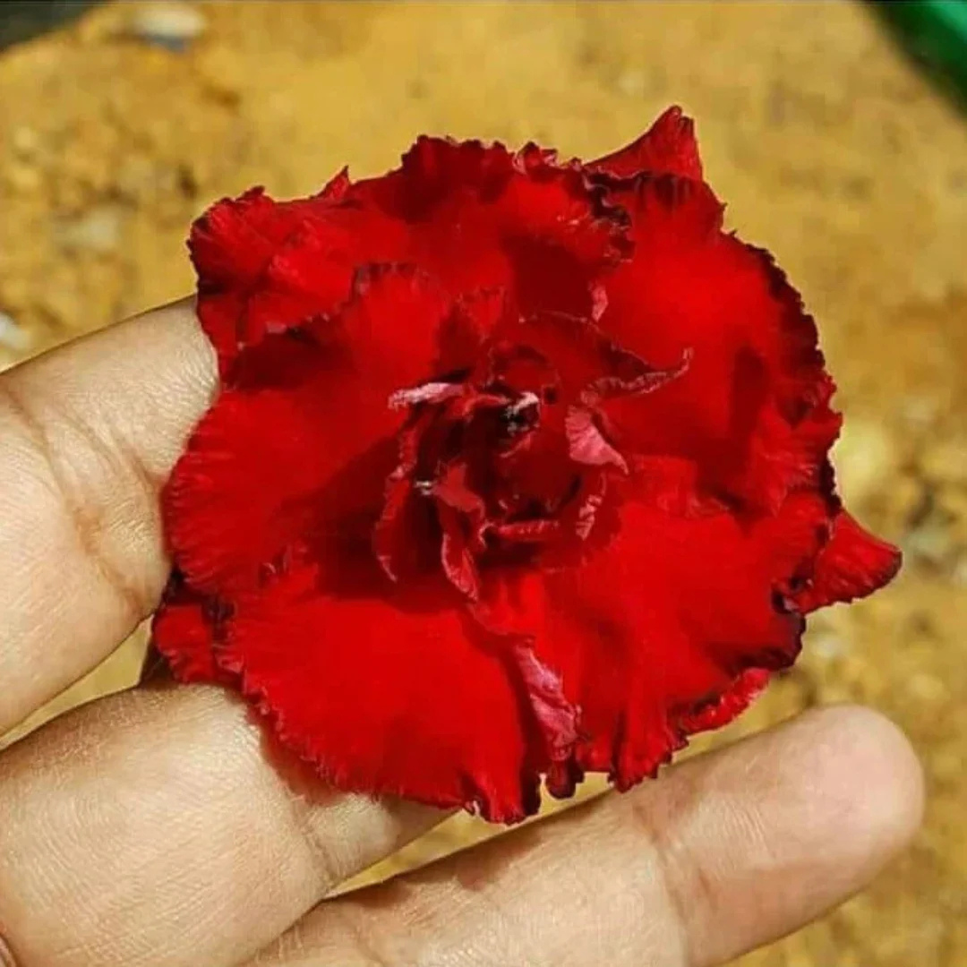 Adenium Red Double Petal Desert Rose Live Plant