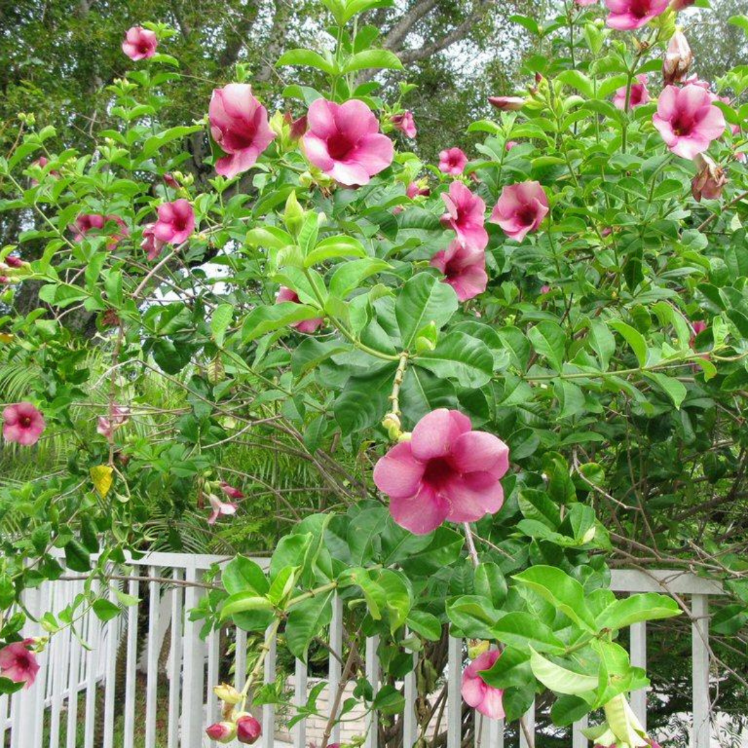 Allamanda Blanchetii Pink All Time Flowering Live Plant