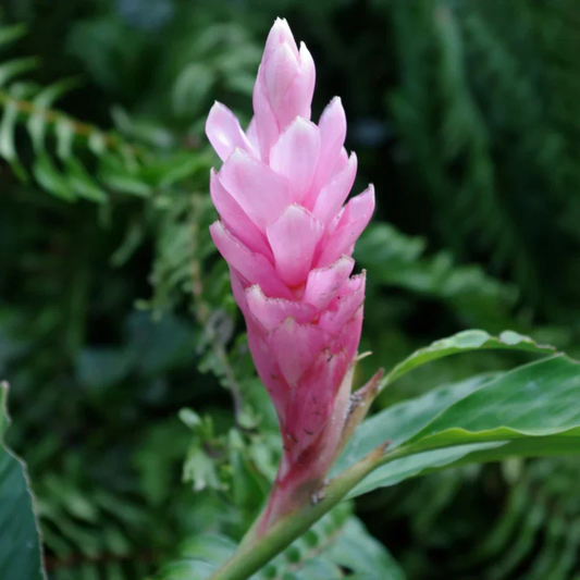 Alpinia Ginger Red, Pink and White Combo Flowering Live Plant