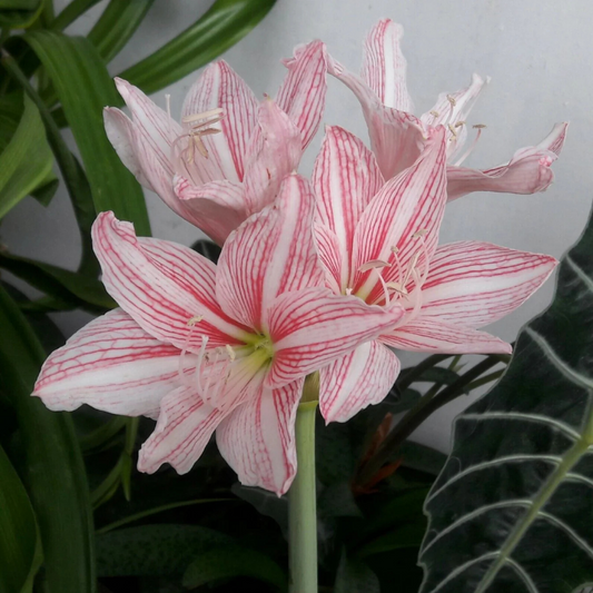 Amaryllis Pink (Hippeastrum reticulatum) Flowering Live Plant