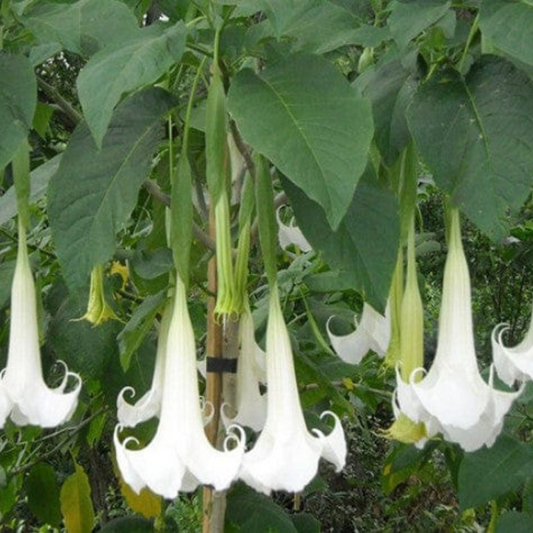 Angel Trumpet White All Time Flowering Live Plant