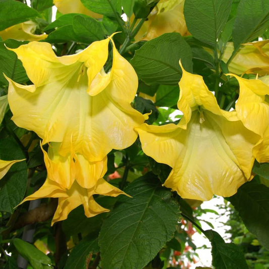 Angel Trumpet Yellow All Time Flowering Live Plant