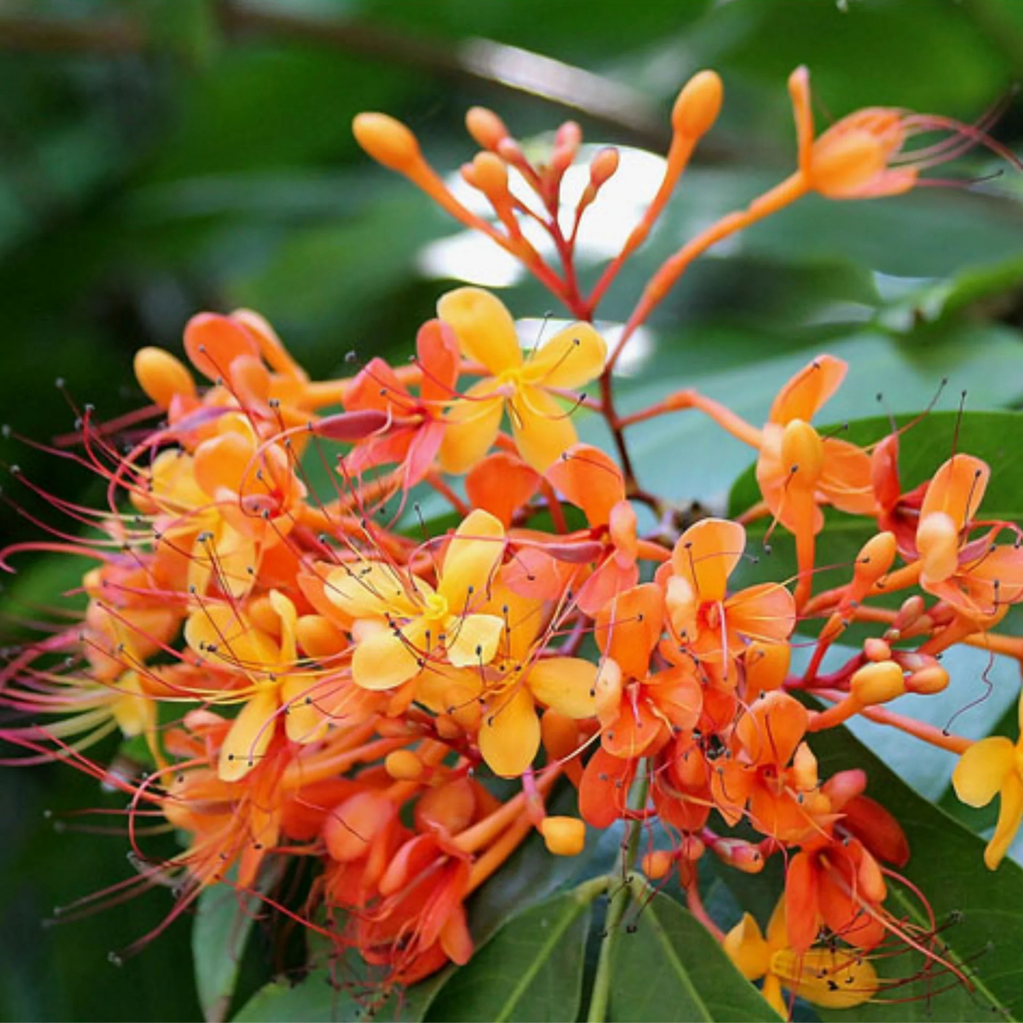 Asoka Tree (Saraca indica) Live Plant