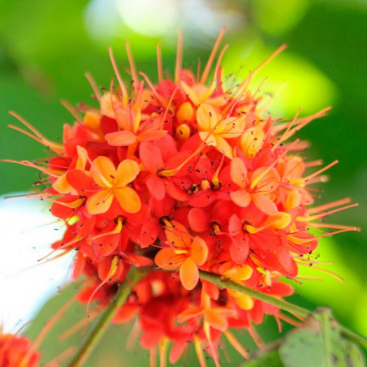 Asoka Tree (Saraca indica) Live Plant