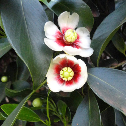 Autograph (Clusia rosea) Flowering Live Plant