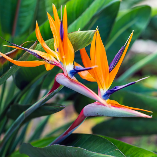Bird of Paradise Orange (Strelitzia reginae) Very Rare Flowering Live Plant