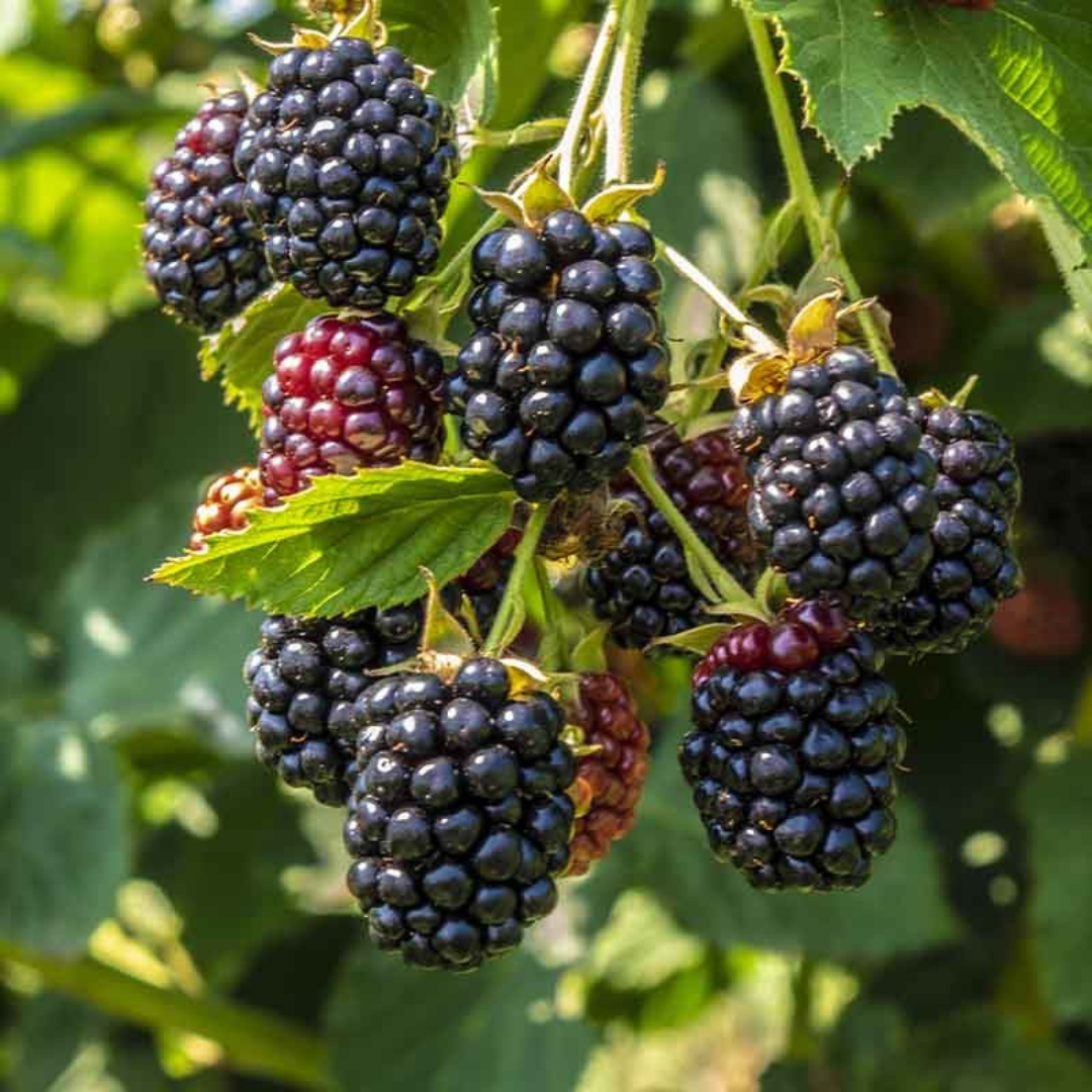 Black Berry Fruit Live Plant (Rubus fruticosus)