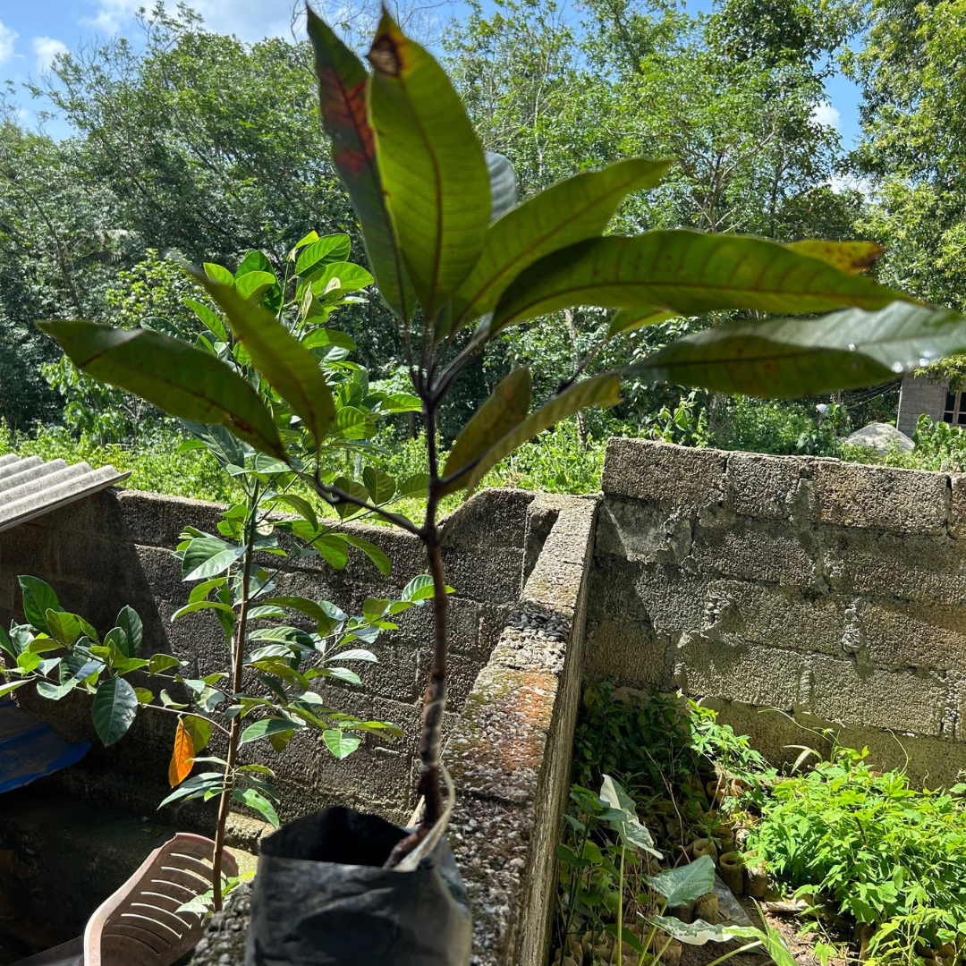 Black Stone Mango Grafted Live Plant