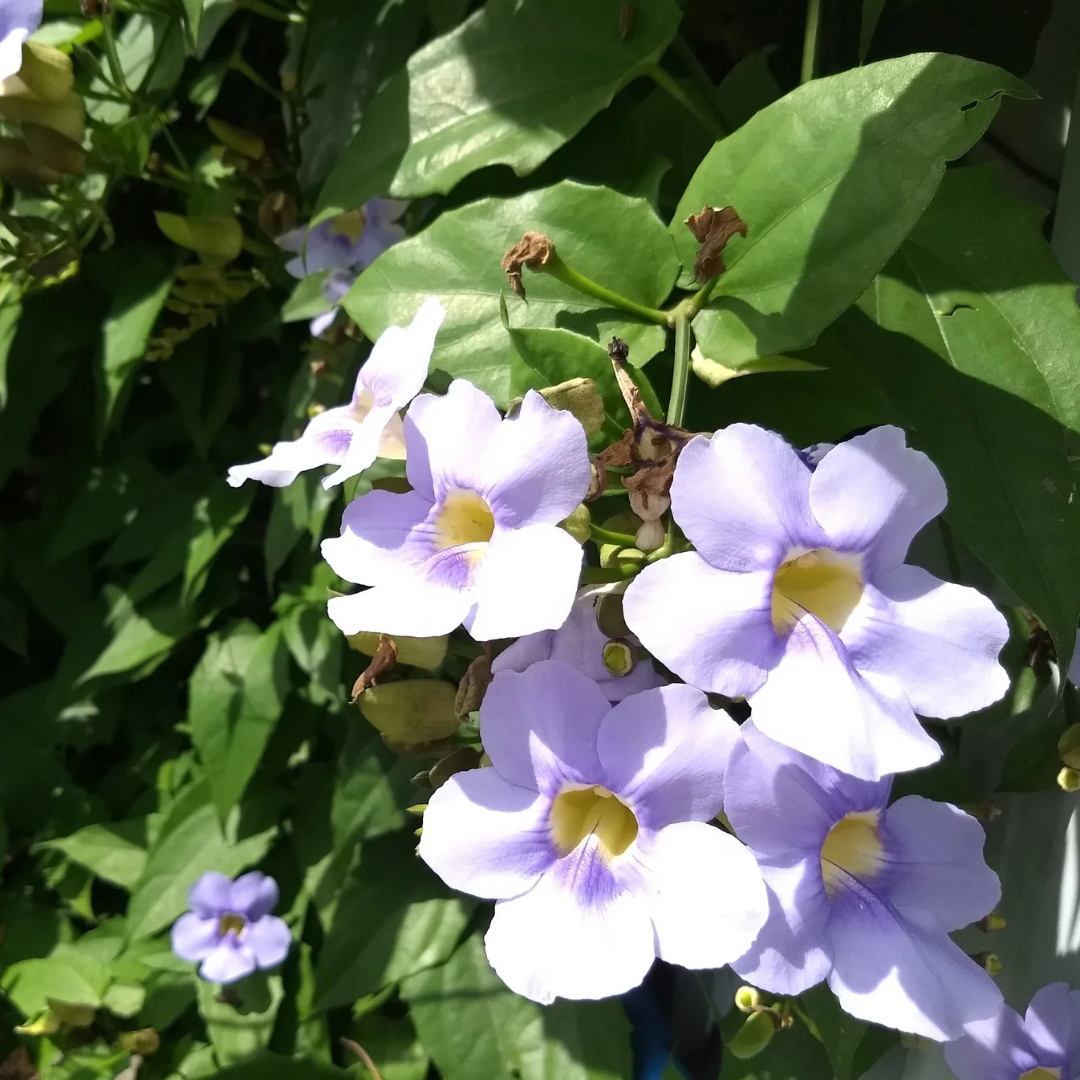 Blue Trumpet Vine (Thunbergia grandiflora) All Time Flowering Live Plant