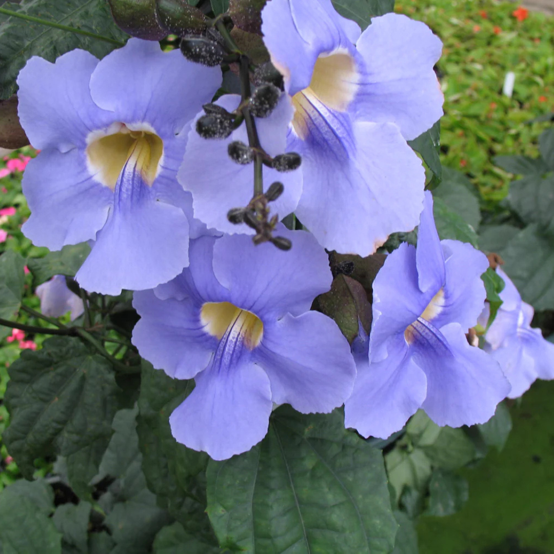 Blue Trumpet Vine (Thunbergia grandiflora) All Time Flowering Live Plant