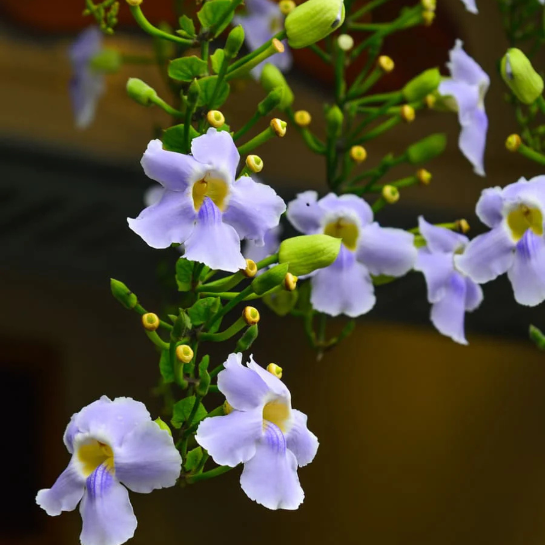 Blue Trumpet Vine (Thunbergia grandiflora) All Time Flowering Live Plant