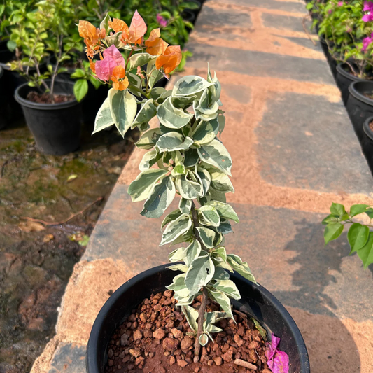 Bougainvillea Variegated with Orange Flowers Rare Flowering Live Plant