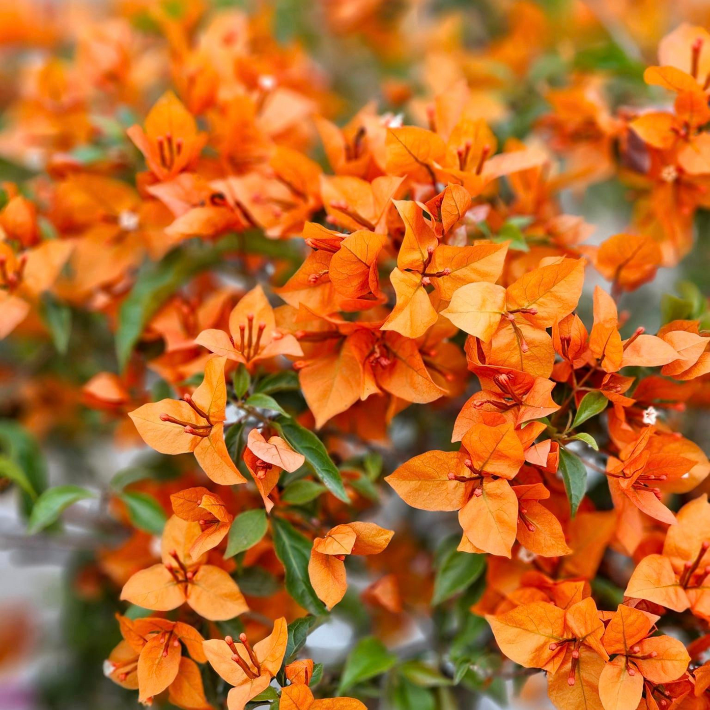 Bougainvillea (Fire Opal) Flowering Live Plant