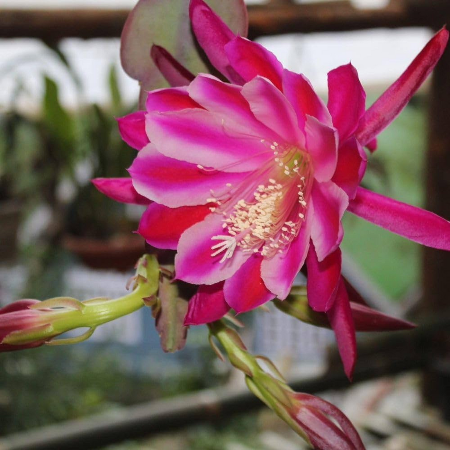 Brahma Kamal - Pink (Saussurea obvallata) Flowering Live Plant