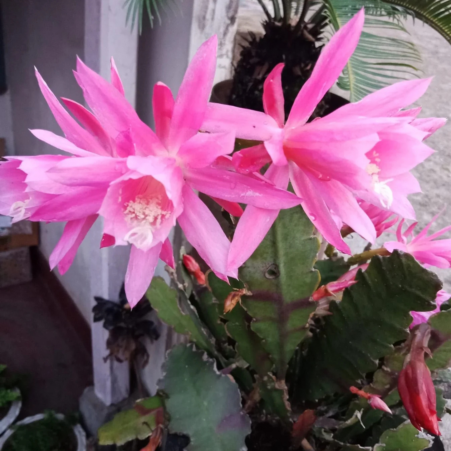 Brahma Kamal - Pink (Saussurea obvallata) Flowering Live Plant