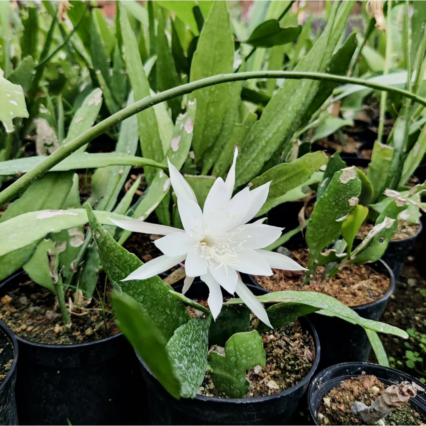 Brahma Kamal - White (Epiphyllum oxypetalum) Flowering Live Plant