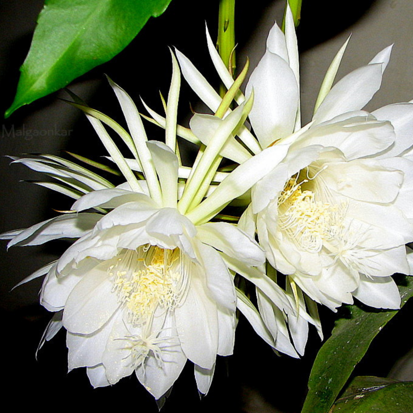 Brahma Kamal - White (Epiphyllum oxypetalum) Flowering Live Plant