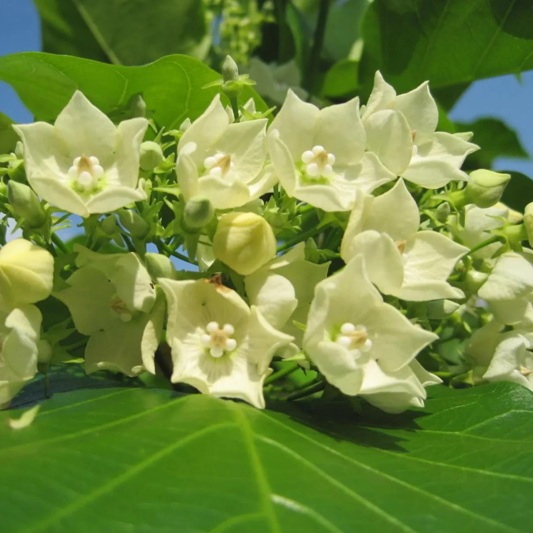 Bread Flower Vine (Vallaris glabra) All Time Fragrant Flowering Live Plant