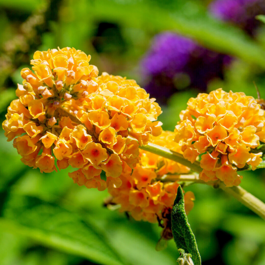 Buddleja / Butterfly Bush Yellow Flowering Live Plant