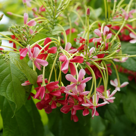 Bush Rangoon Dwarf Madhumalti (Combretum indicum) All Time Flowering Live Plant