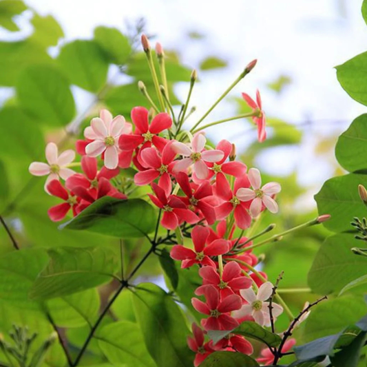 Bush Rangoon Dwarf Madhumalti (Combretum indicum) All Time Flowering Live Plant