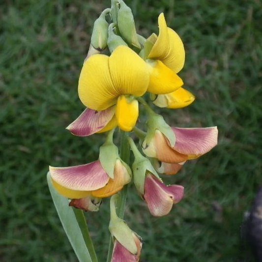 Butterfly Plant / Rattleweed (Crotalaria retusa) Flowering Live Plant