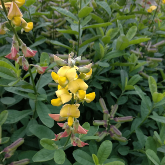 Butterfly Plant / Rattleweed (Crotalaria retusa) Flowering Live Plant