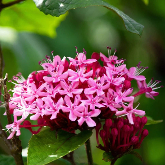 Cashmere Bouquet (Clerodendrum bungei) Layered Flowering Live Plant