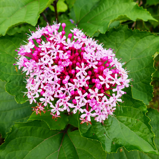 Cashmere Bouquet (Clerodendrum bungei) Layered Flowering Live Plant