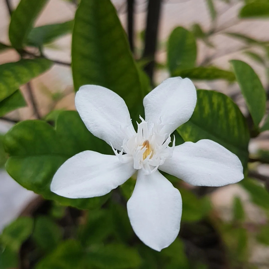 Ceylon Jasmine Fragrant (Wrightia Antidysenterica) Flowering Live Plant