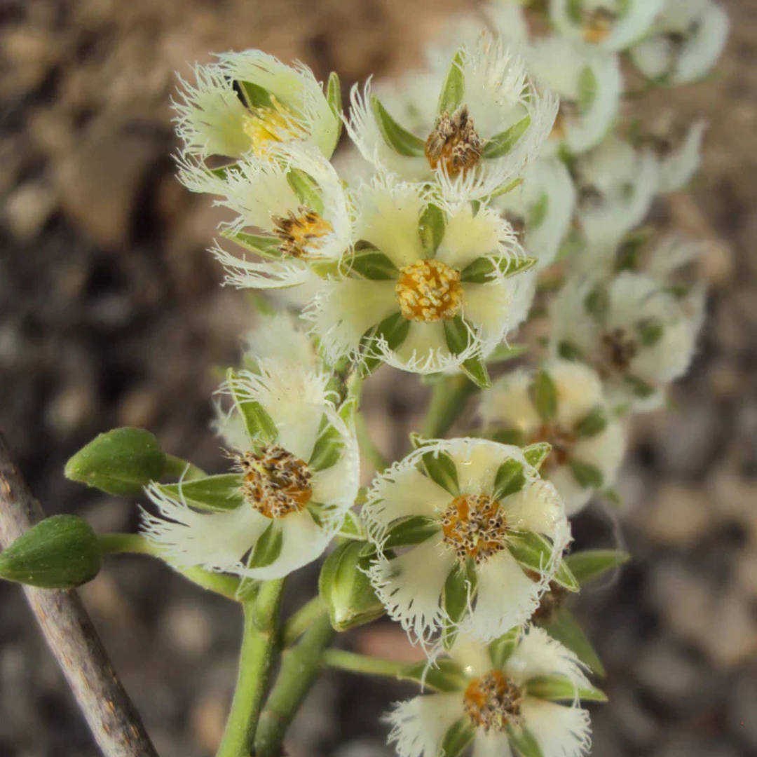 Ceylon Olive Live Plant (Elaeocarpus Serratus)