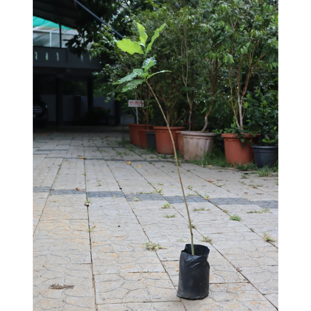 Ceylon Olive Live Plant (Elaeocarpus Serratus)