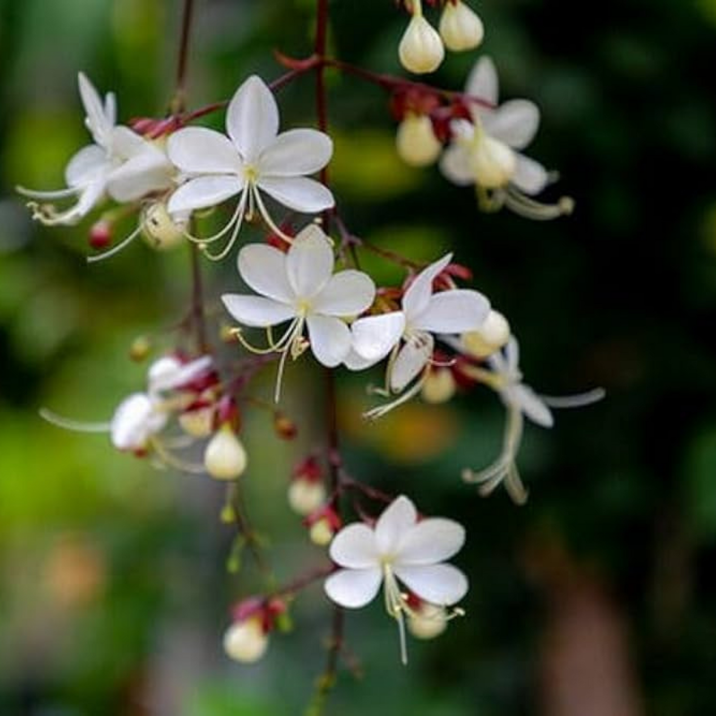Chains of Glory Flowering Live Plant