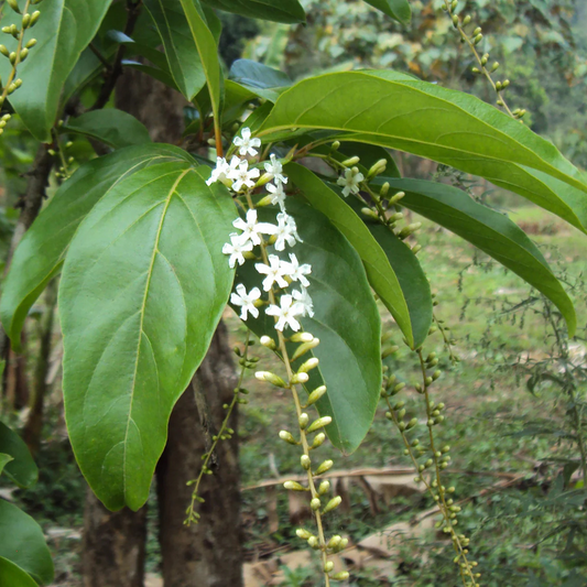 Chithraxylam Spinosum Fragrant (Fiddlewood) Flowering Live Plant