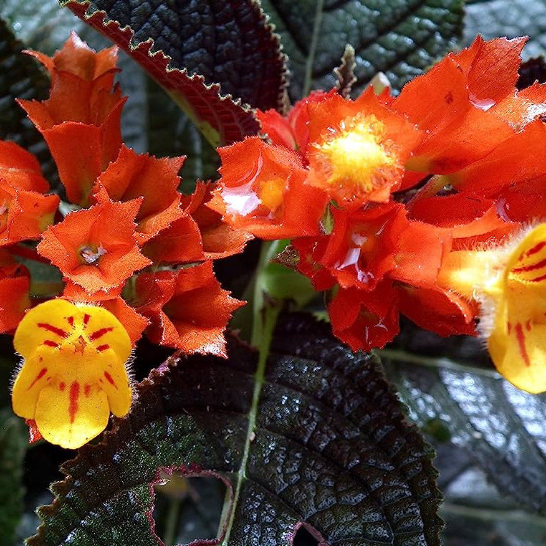 Chrysothemis Pulchella (sunset bells) All Time Flowering Live Plant
