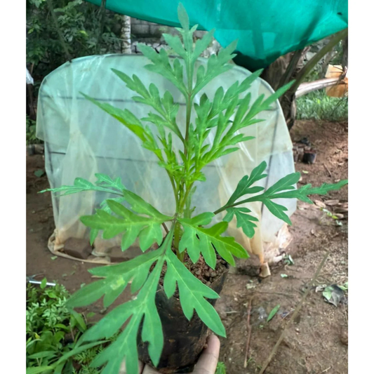 Cosmos Orange and Yellow Mix Flowering Live Plant