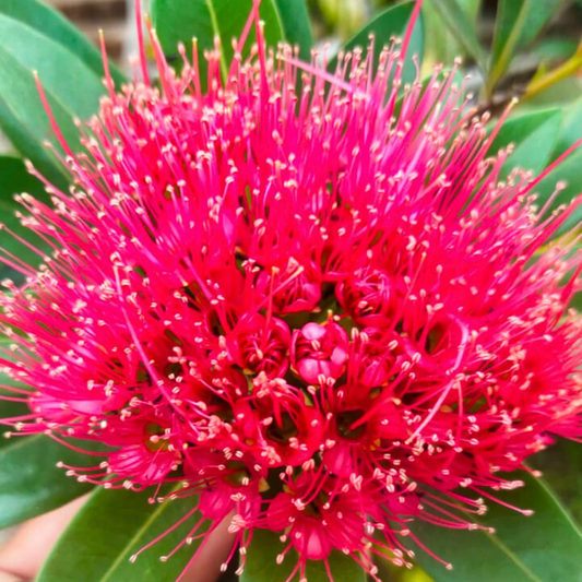 Crimson Penda / First Love Dark Pink (Rosida) Flowering Live Plant