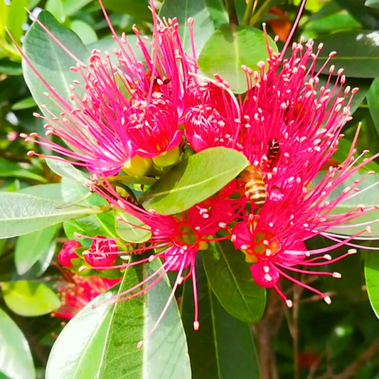 Crimson Penda / First Love Dark Pink (Rosida) Flowering Live Plant