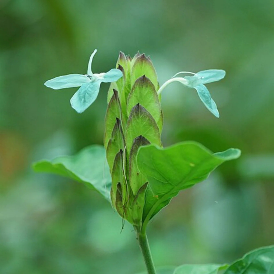 Crossandra Green (Kanakambaram) All Time Flowering Live Plant