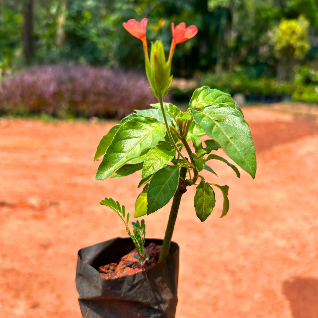 Crossandra Red (Kanakambaram) All Time Flowering Live Plant