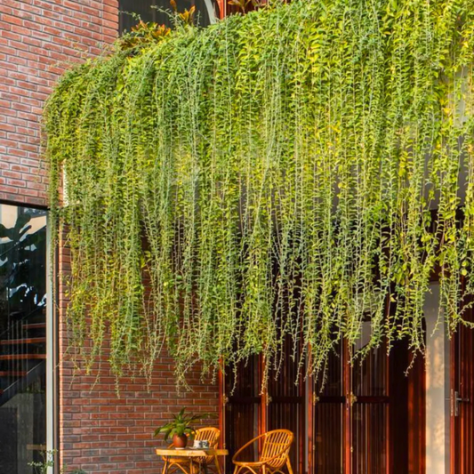 Curtain Creeper (Tarlmounia elliptica) Ornamental Live Plant