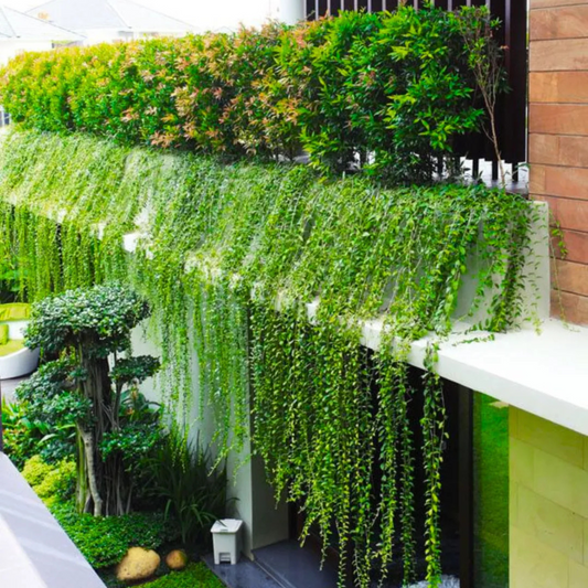 Curtain Creeper (Tarlmounia elliptica) Ornamental Live Plant