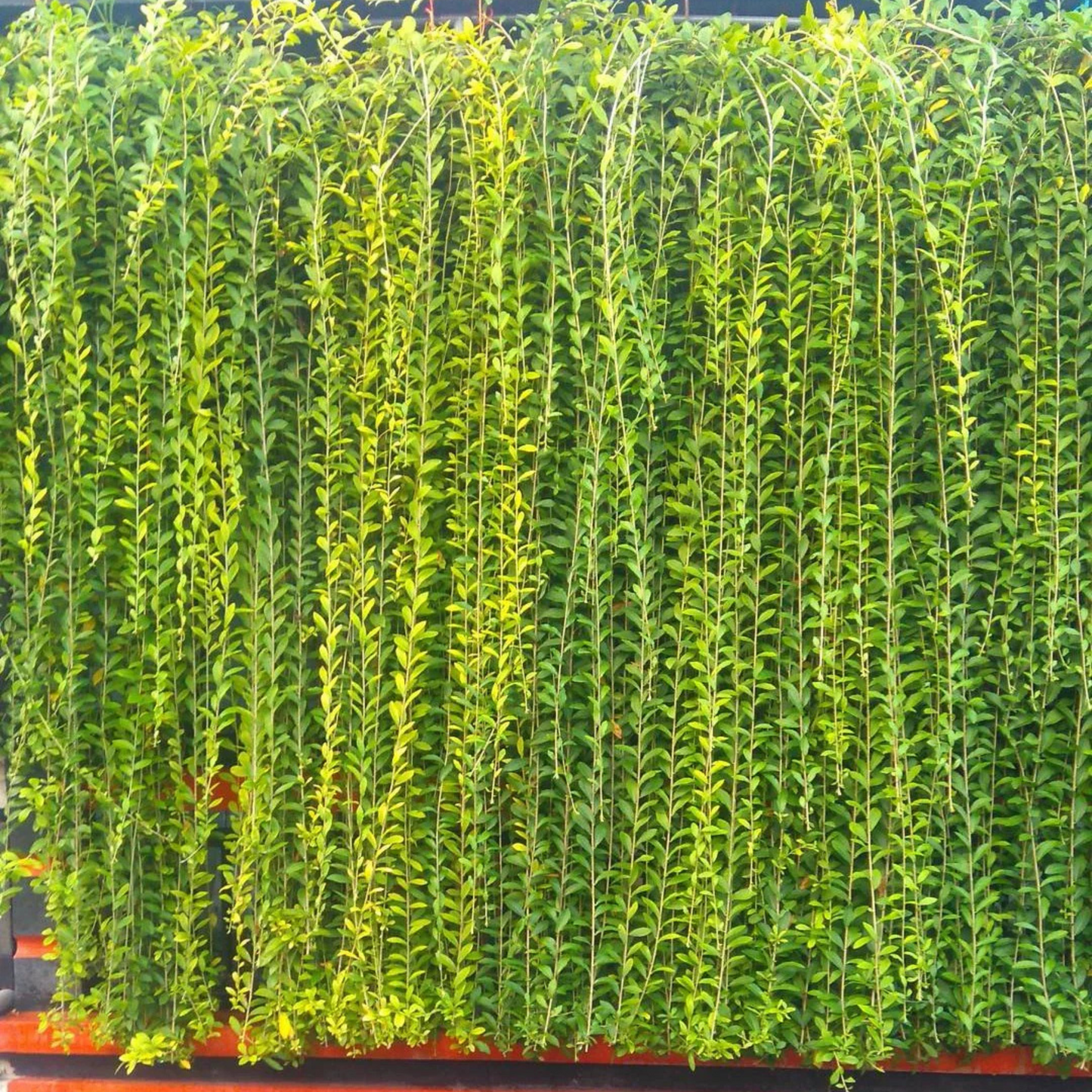 Curtain Creeper (Tarlmounia elliptica) Ornamental Live Plant