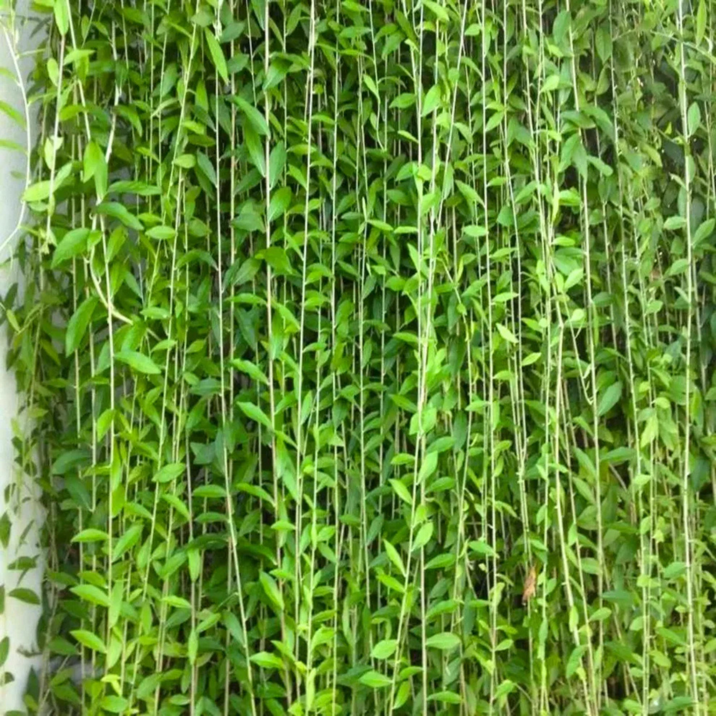 Curtain Creeper (Tarlmounia elliptica) Ornamental Live Plant