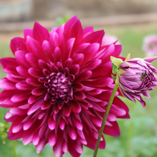 Dark Pink Dahlia Flowering Live Plant
