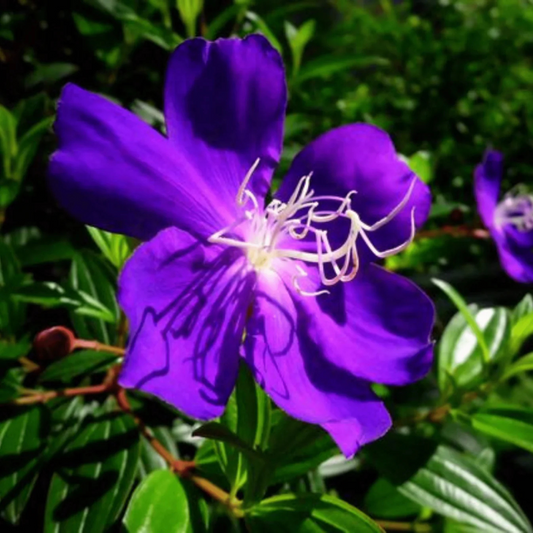 Dark Purple Melastoma (Tibouchina) Flowering Live Plant