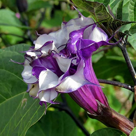 Datura Purple Multi Petal Rare Flowering Live Plant
