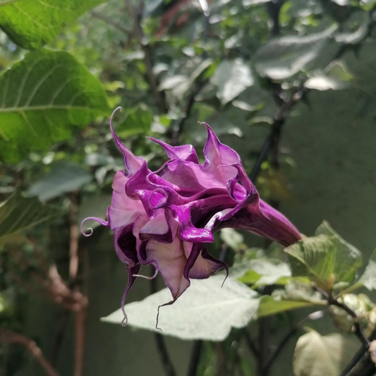 Datura Purple Multi Petal Rare Flowering Live Plant