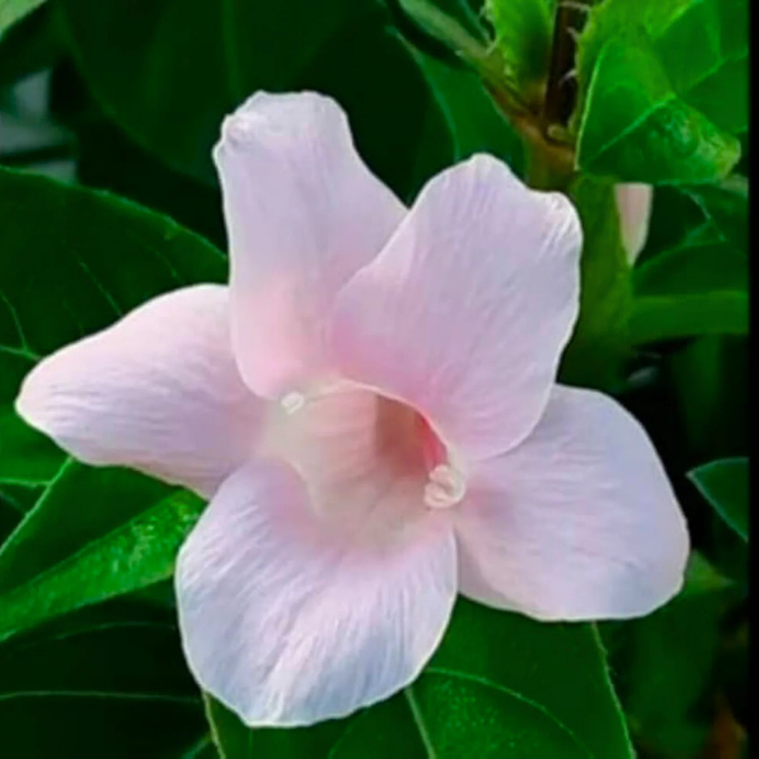 December Flower Baby Pink (Barleria cristata) All Time Flowering Live Plant